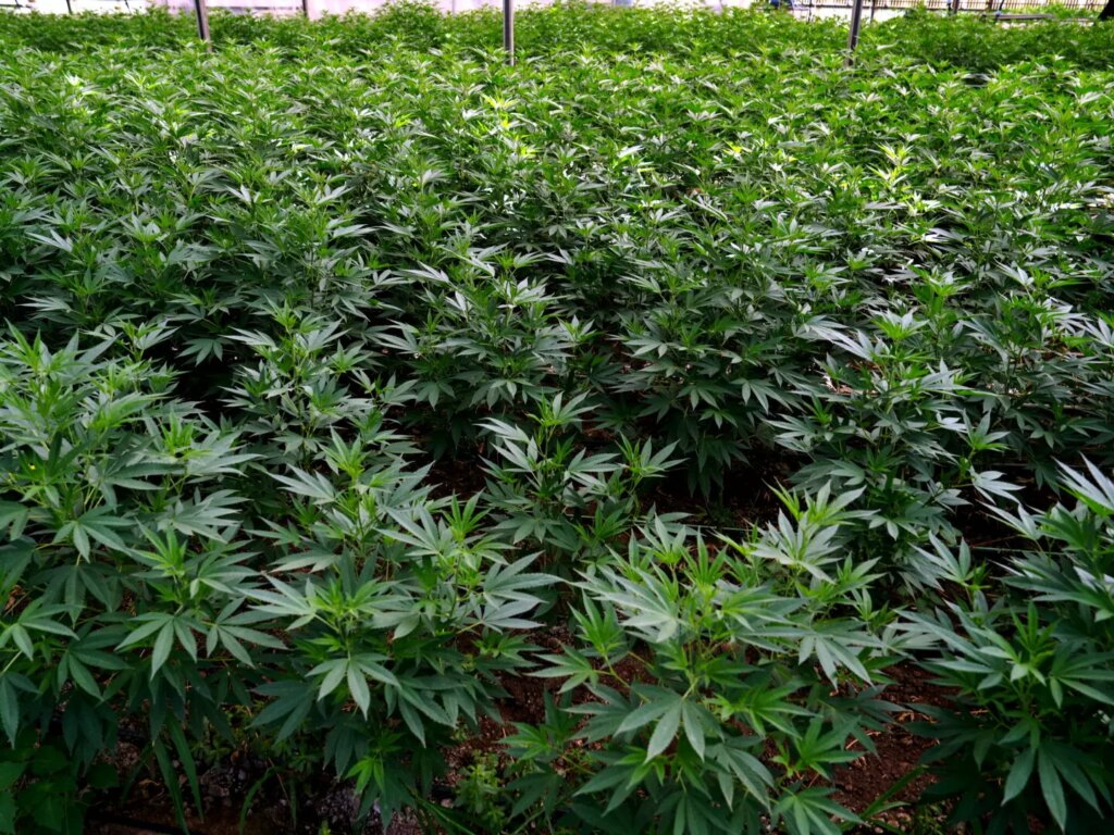 Malta, cannabis use among teens unchanged since legislation