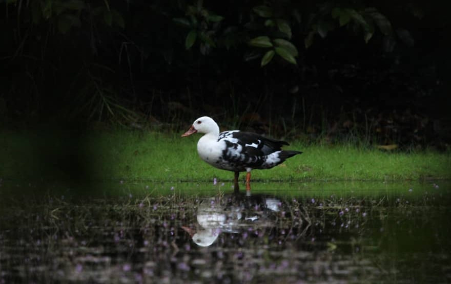 Southeast Asia&rsquo;s white-winged duck at critical threat of extinction