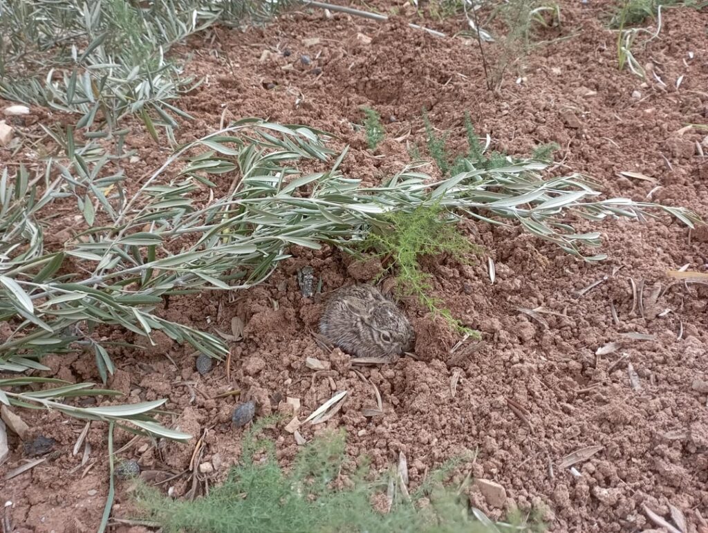 This time of the year is great to hiking for nature. You can find surprises as beautiful as this.