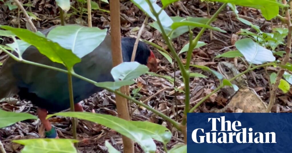 Endangered New Zealand bird caught fighting ‘at risk’ reptile in rare footage | New Zealand