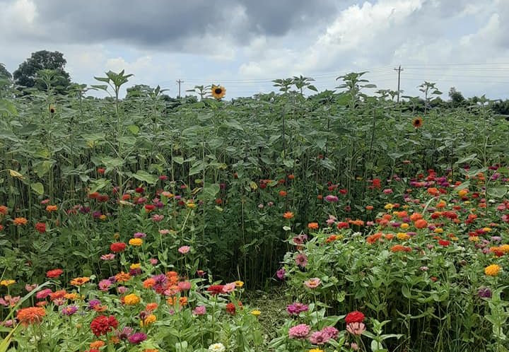 Wildflowers benefit Arkansas environment and economy 