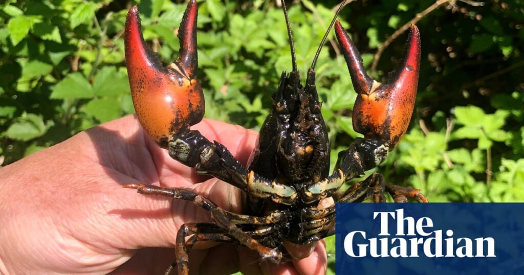 Country diary: A day in the life of a man going feral | Foraging