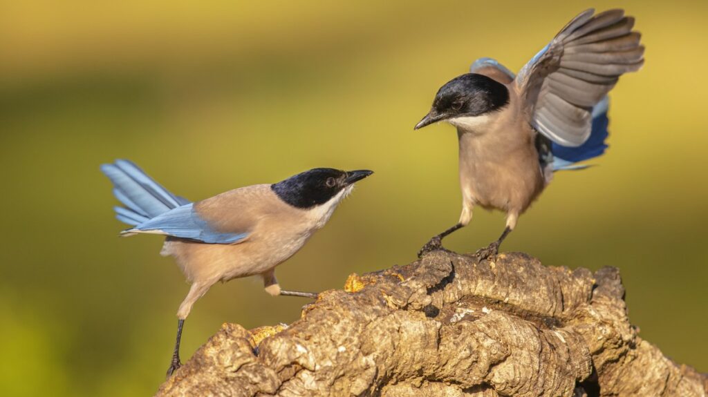 Attacking magpies can’t stand the rain in Spain, say dazed locals