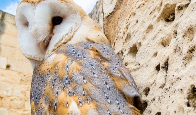 Hunting in Malta contributes to nature conservation Hunting in Malta contributes to nature conservation