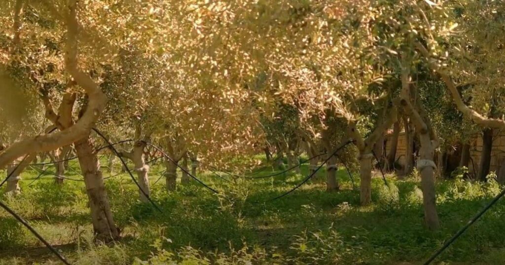 The role of Agronomists at the Agricultural Research and Innovation Hub in Malta The role of Agronomists at the Agricultural Research and Innovation Hub in Malta
