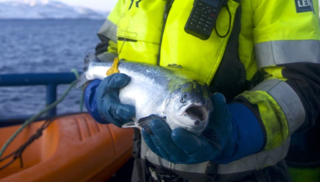 Despite looming tariffs, Norwegian seafood exports break record