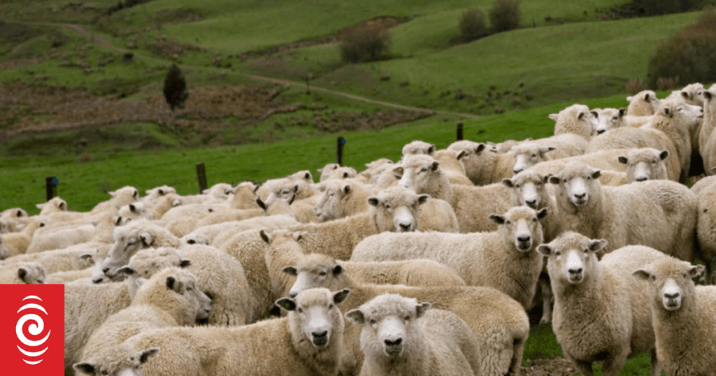 Gap between people and sheep rapidly closing
