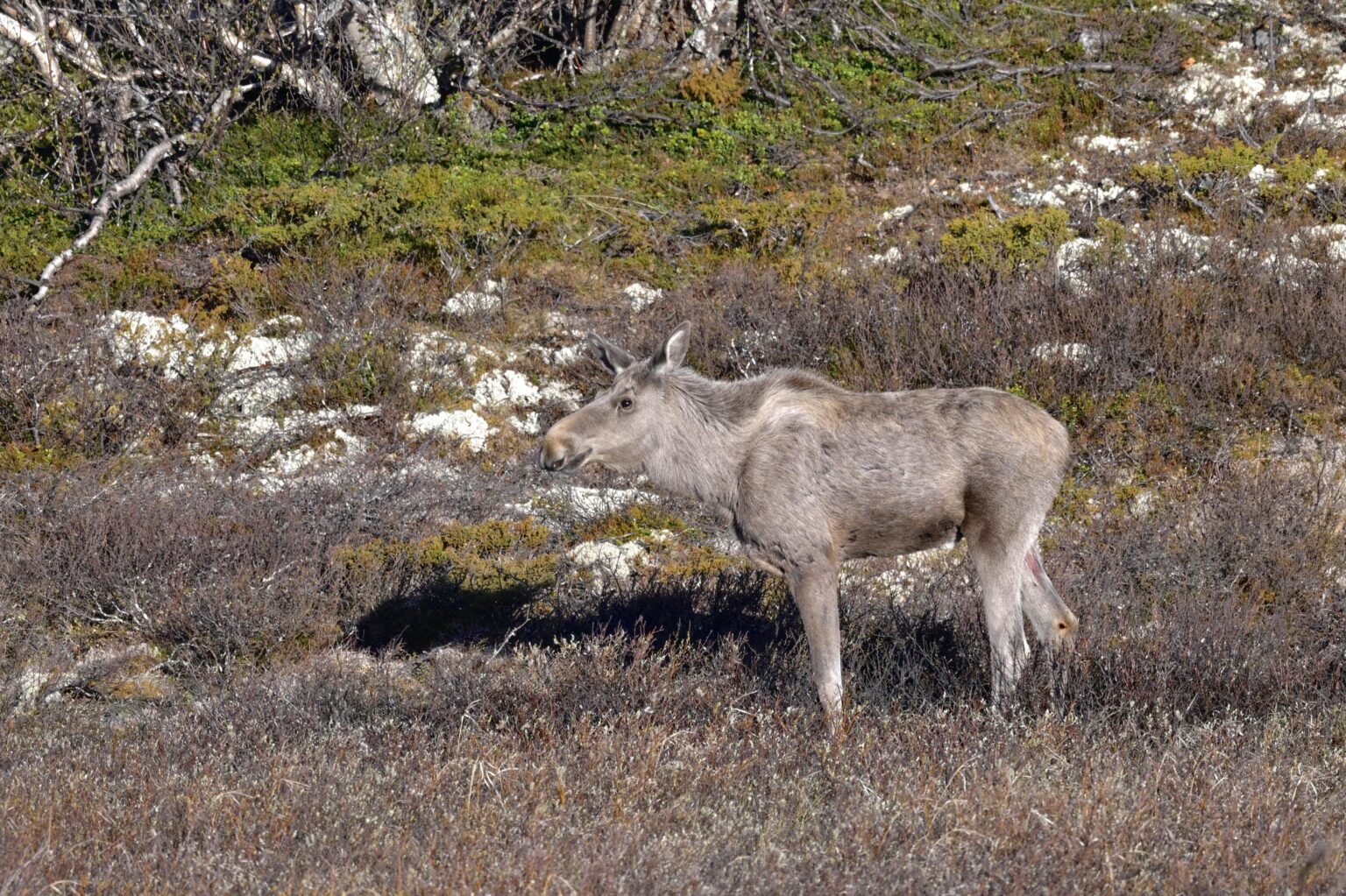 Reward of an early morning on Dovrefjell