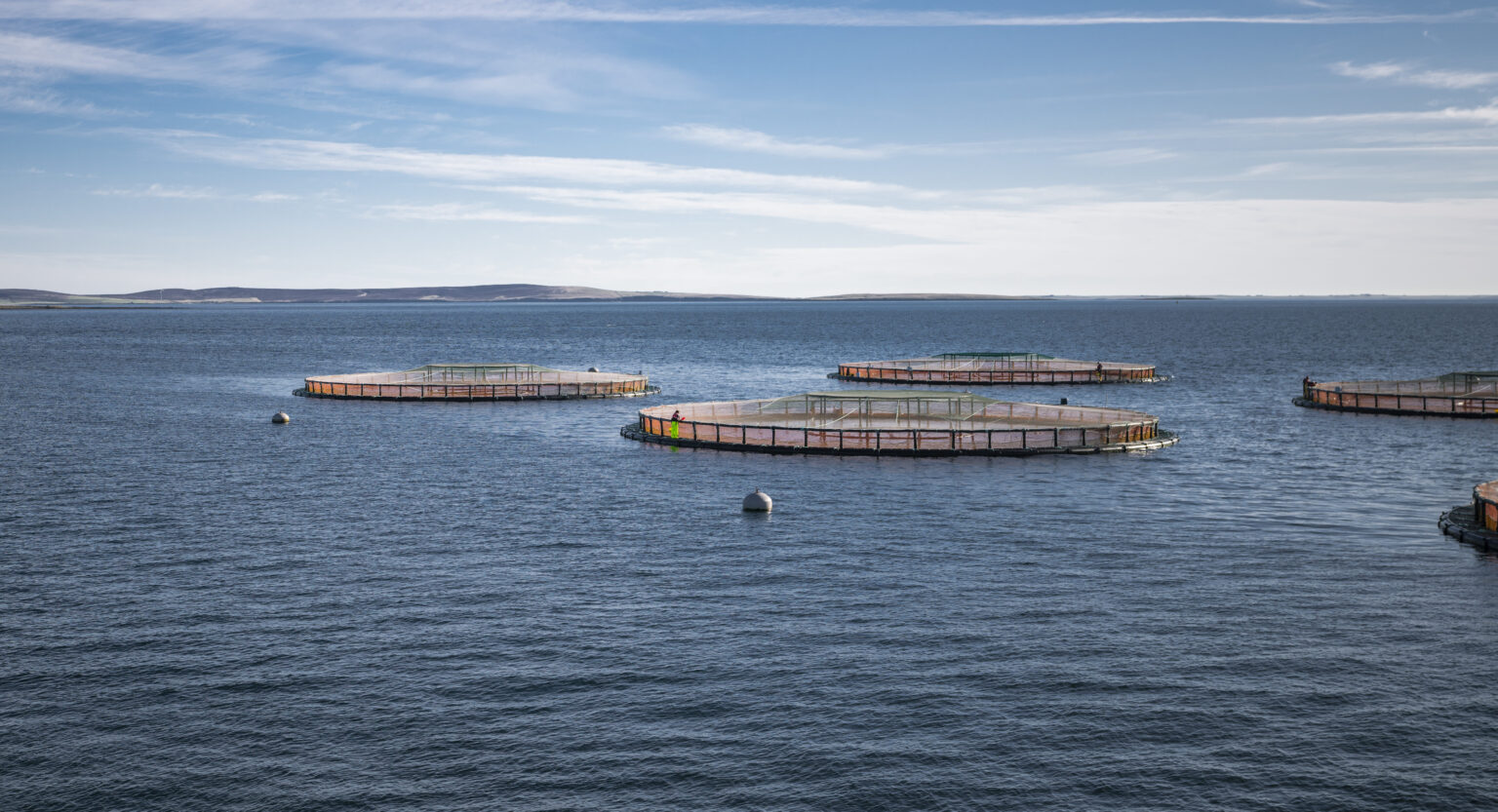Norway salmon spot prices roughly stable, Scottish lift, Chilean ease Norway salmon spot prices roughly stable, Scottish lift, Chilean ease