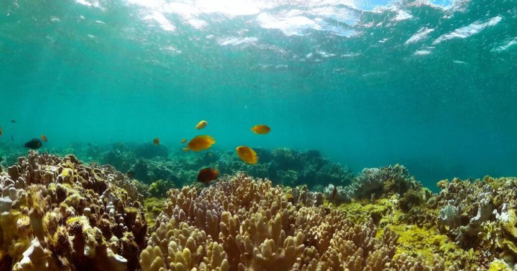 Malta to ratify High Seas Treaty at UN Ocean Conference in Nice