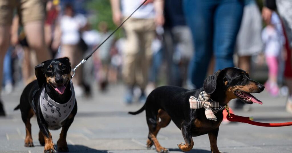 Wiener wonderland: hundreds of dachshunds chase record in Hungary | Pet Tales