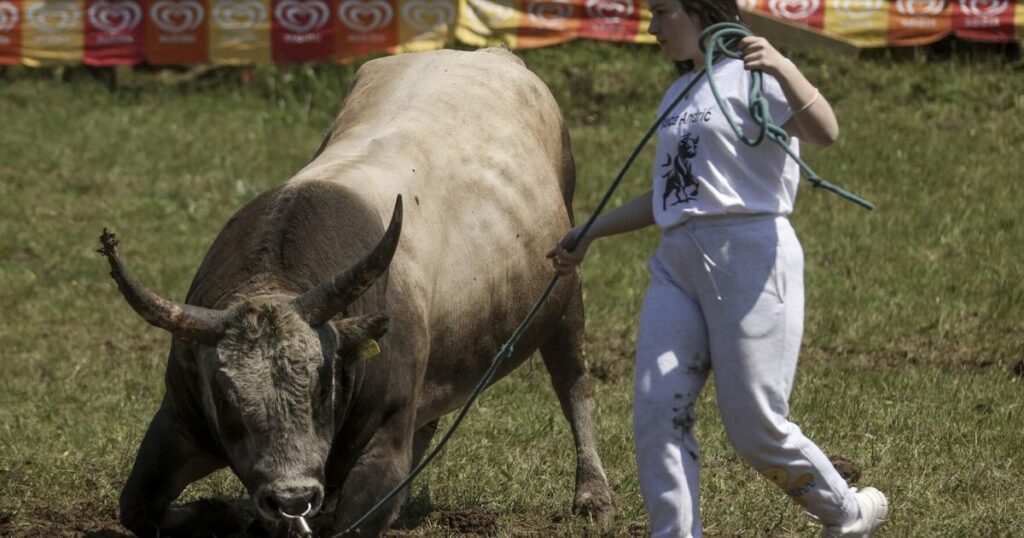 Bosnia Bullfighting Girl | Nation