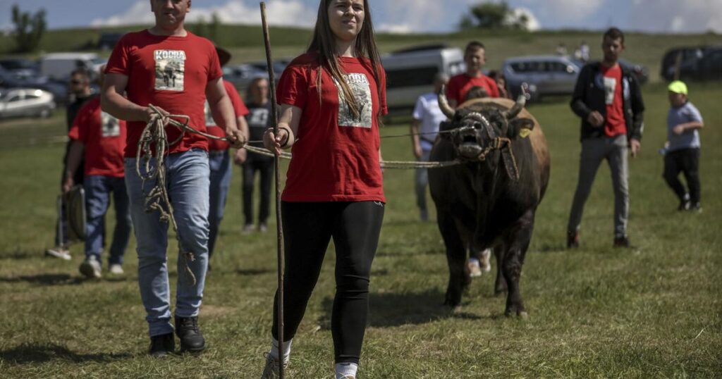 A teenage bullfighting enthusiast celebrates victories in Bosnia | Lifestyle A teenage bullfighting enthusiast celebrates victories in Bosnia | Lifestyle
