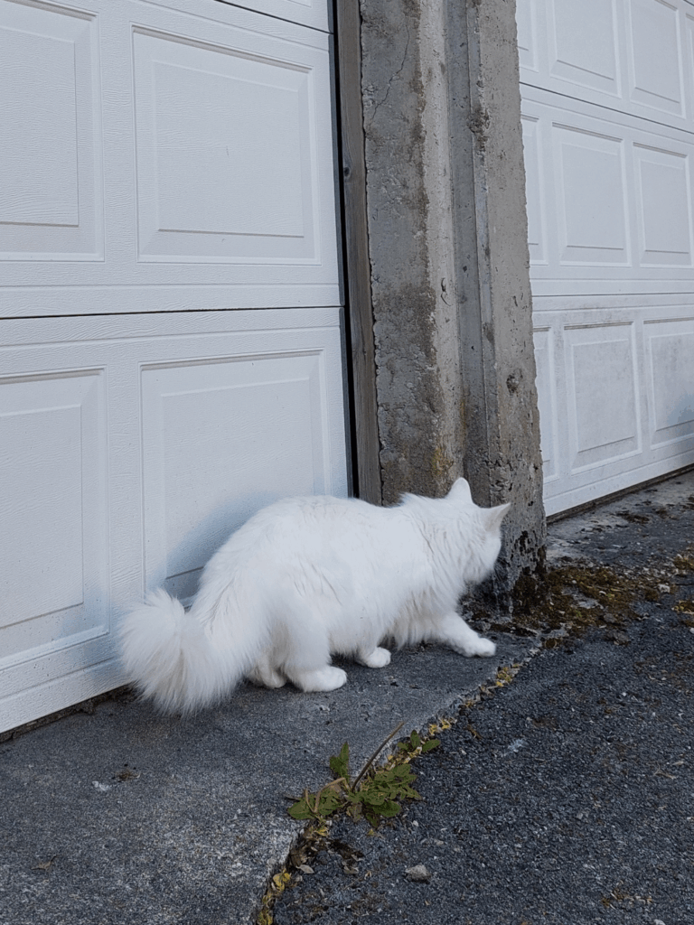 Why are your cats so fluffy?