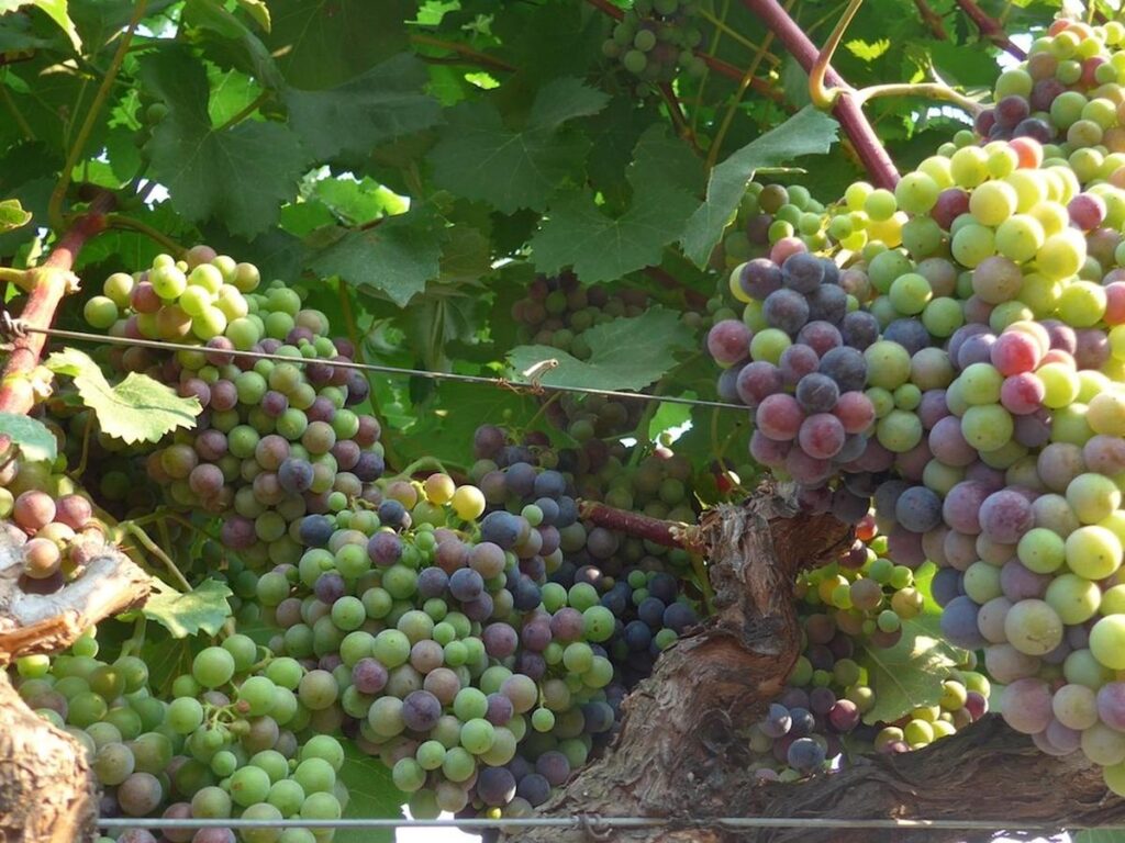 How a warming planet could affect the taste of B.C. wine How a warming planet could affect the taste of B.C. wine