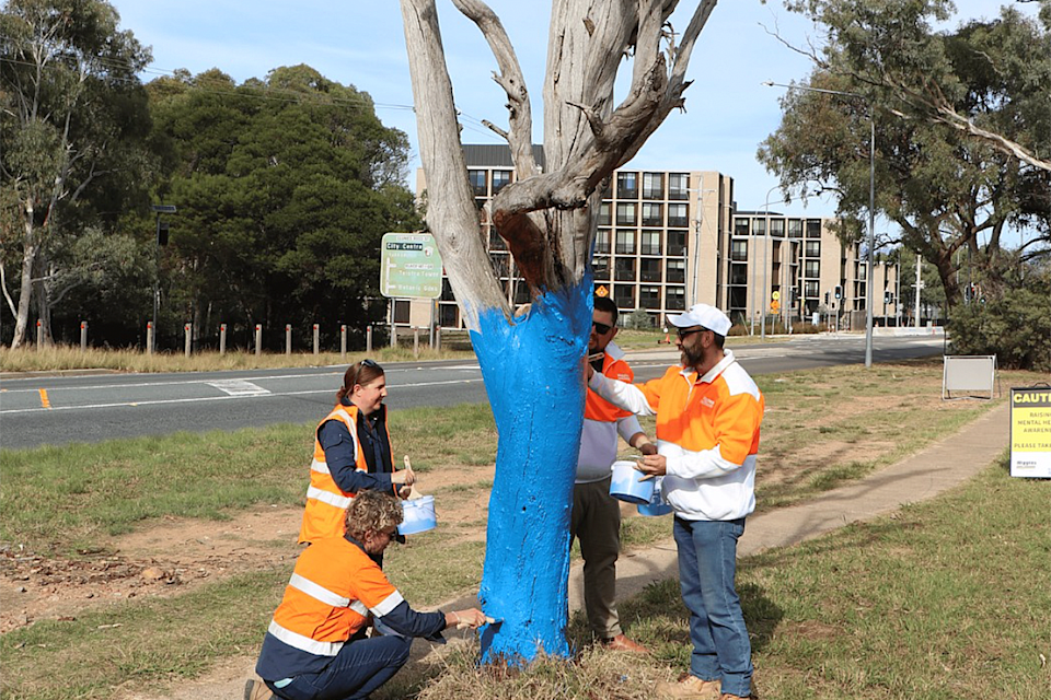 In the ACT, council staff paint trees blue as part of the Blue Tree Project. 