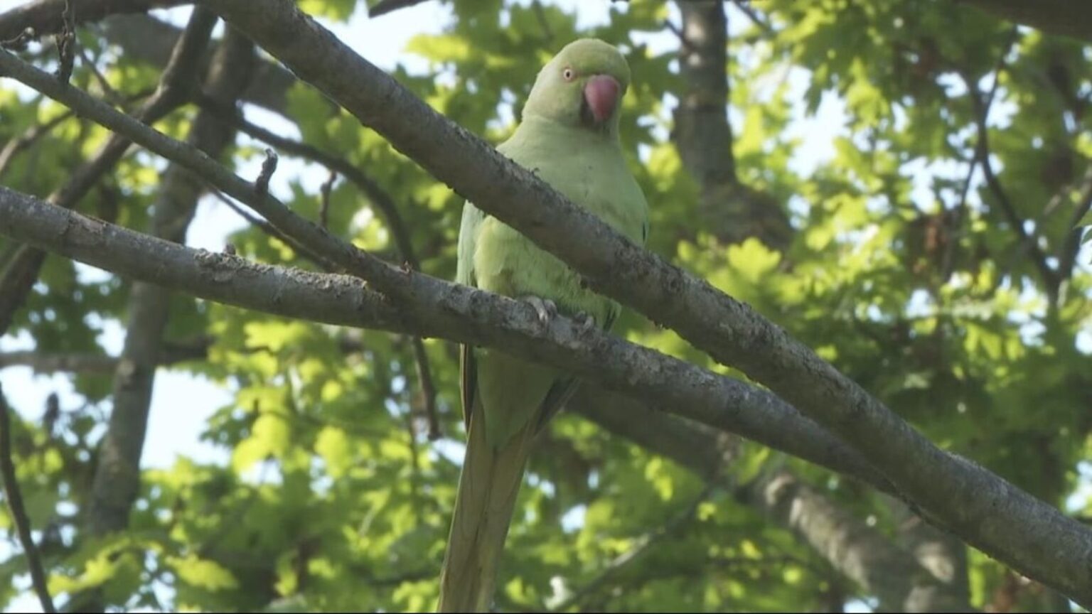 Invasive parakeets now 'unstoppable' as population size doubles in ten years