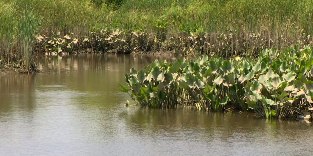 Leawood health advisory issued after wastewater spills into creek