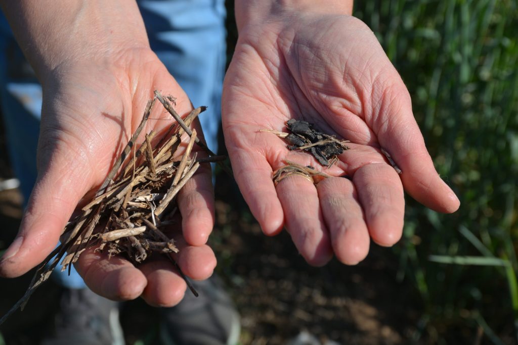 Carolina Brandani, Ph.D., Texas A&M AgriLife soil scientist, shows the residue and biochar being used as soil amendments to improve soil health. (Kay Ledbetter/Texas A&M AgriLife)