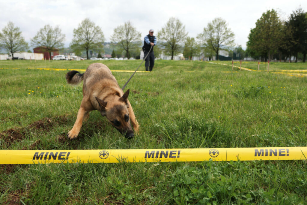 Wow!: Bosnian centre trains dogs for Ukrainian demining efforts Wow!: Bosnian centre trains dogs for Ukrainian demining efforts