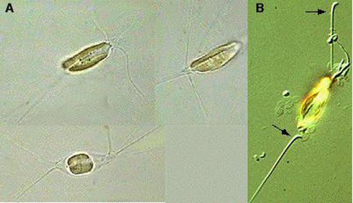 Fish Farmer - News - Norway algae threat moving further north