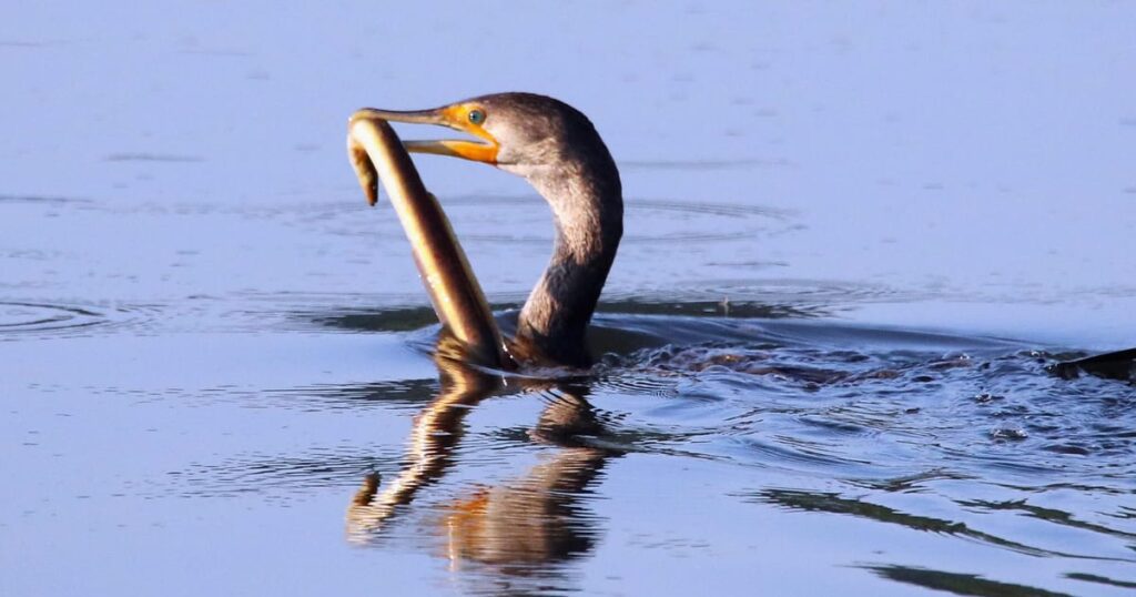 Brexit Britain to remain safe haven for sand eels – POLITICO Brexit Britain to remain safe haven for sand eels – POLITICO