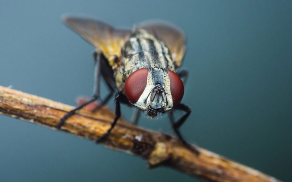 How to get rid of flies while you’re in Spain « Euro Weekly News