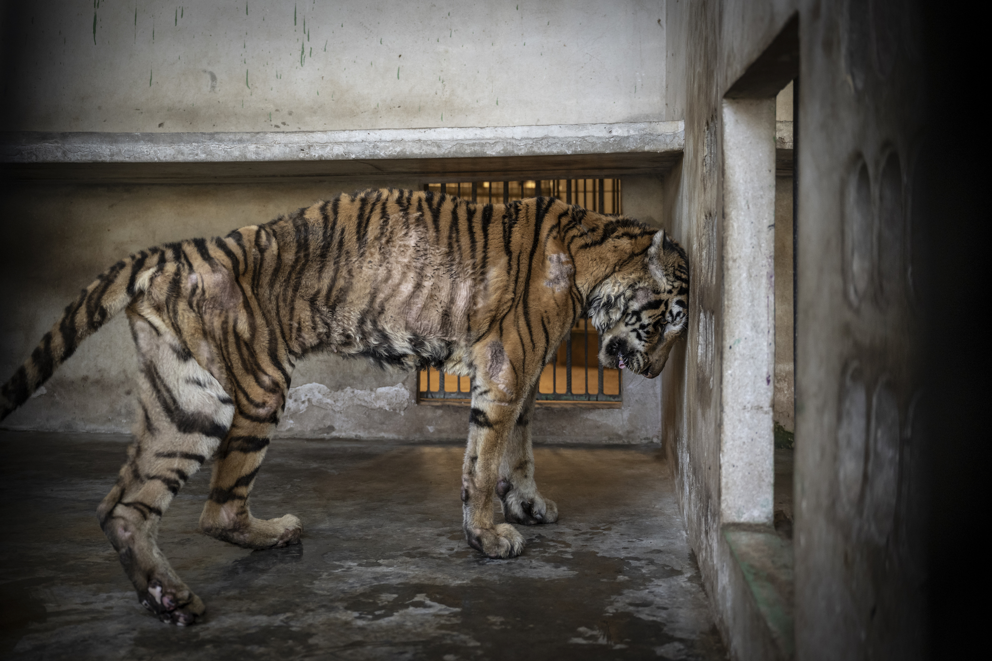 An elderly Indochinese tiger (Panthera tigris corbetti) rests her fragile body against the concrete wall of her enclosure on a tiger farm in northern Thailand.