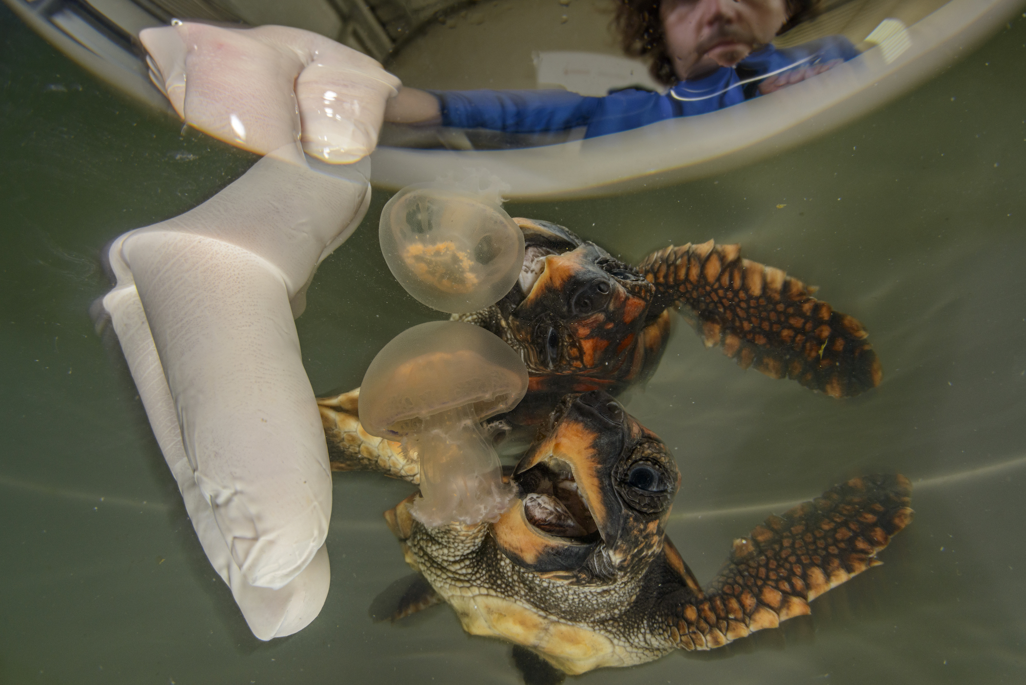 A baby loggerhead turtle is offered its first ever jellyfish in a tank 