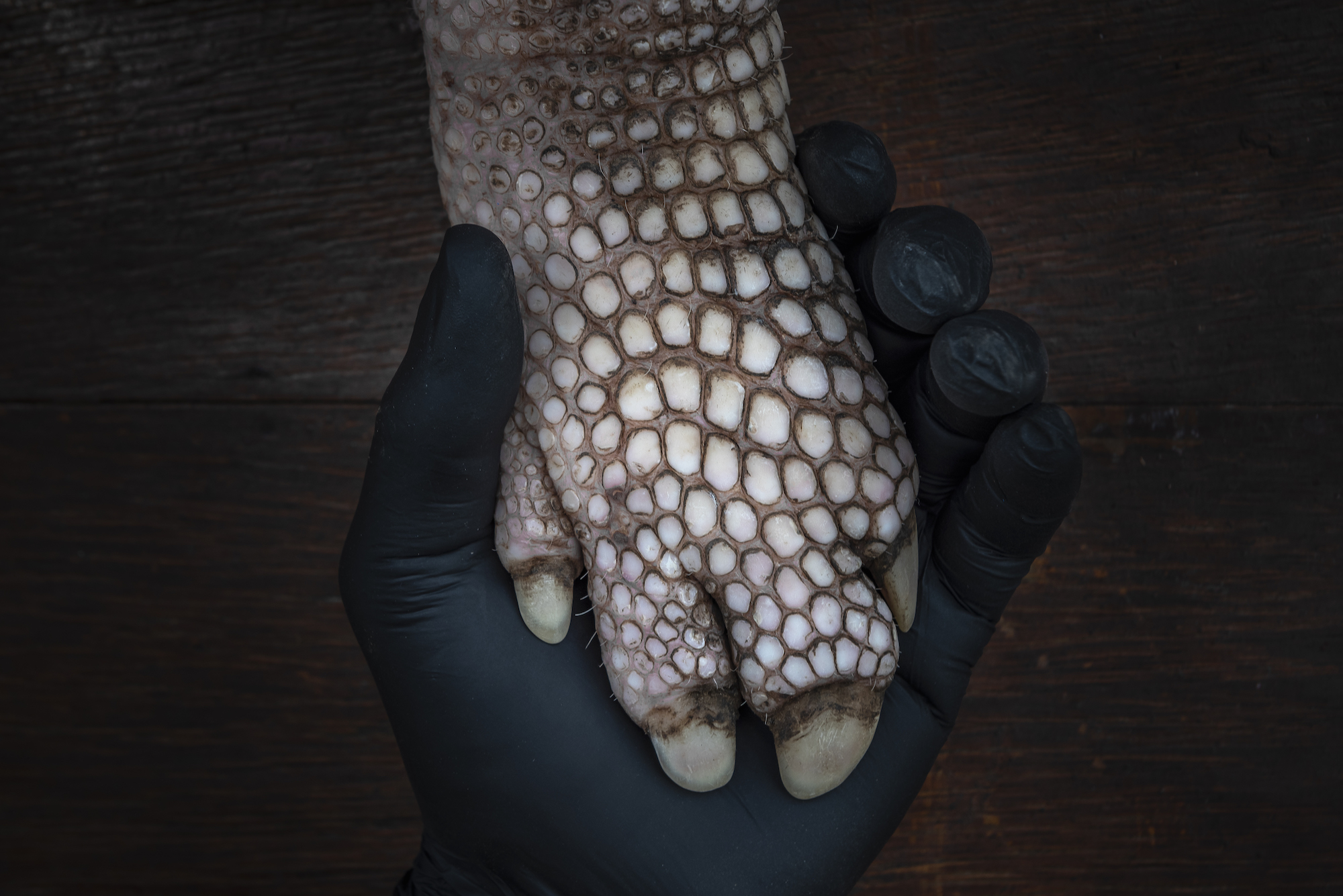 Biologist holds the hind leg of a young giant armadillo, approximately one and a half years old. 