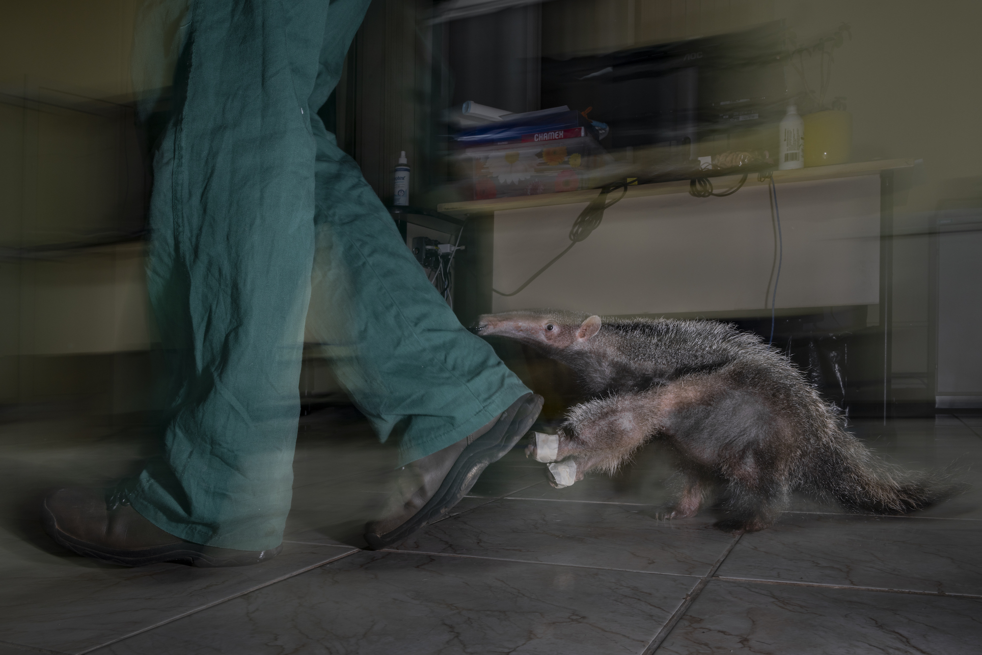  young, giant anteaters follows around a caretaker