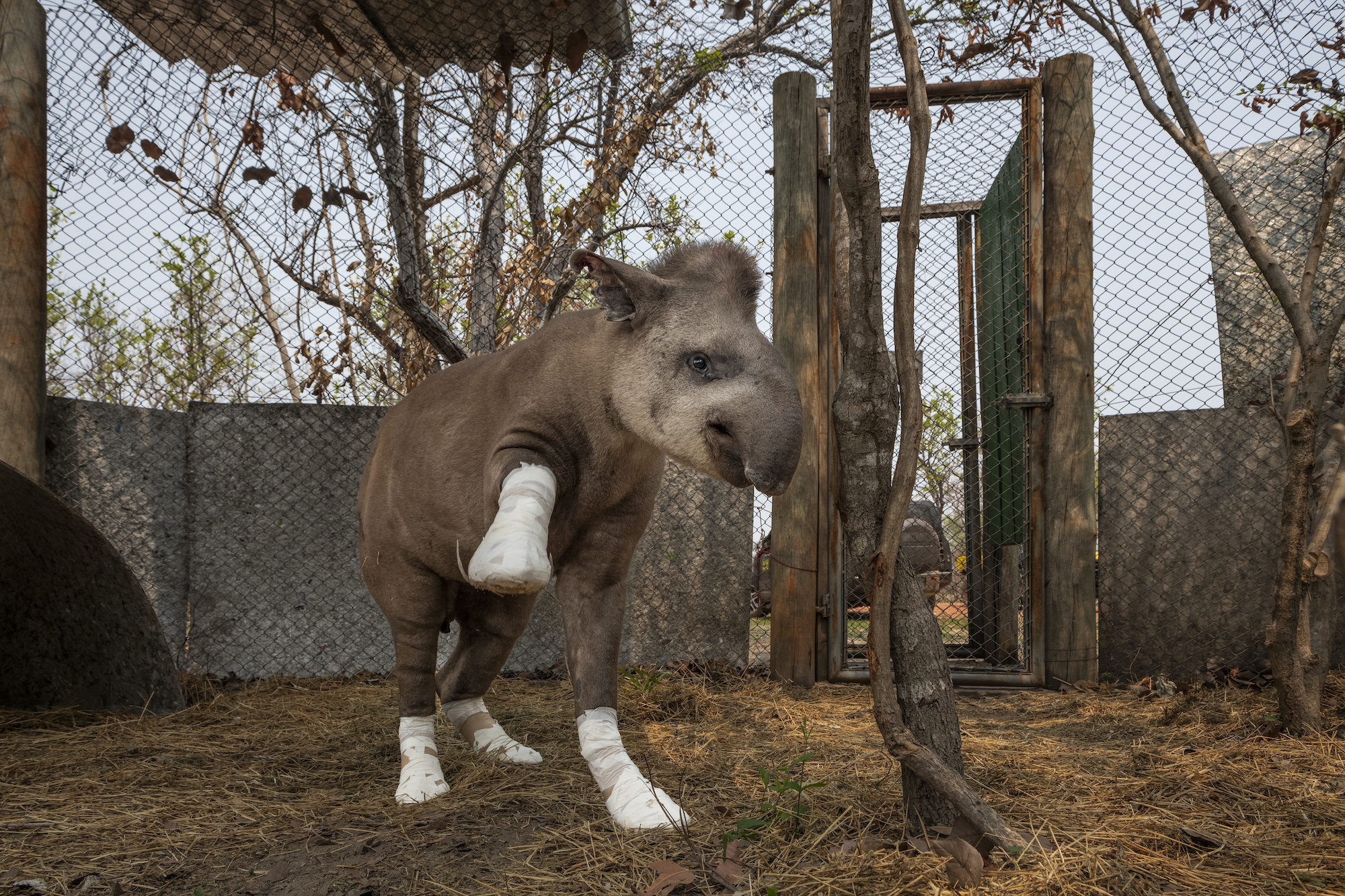 A tapir has its legs wrapped up