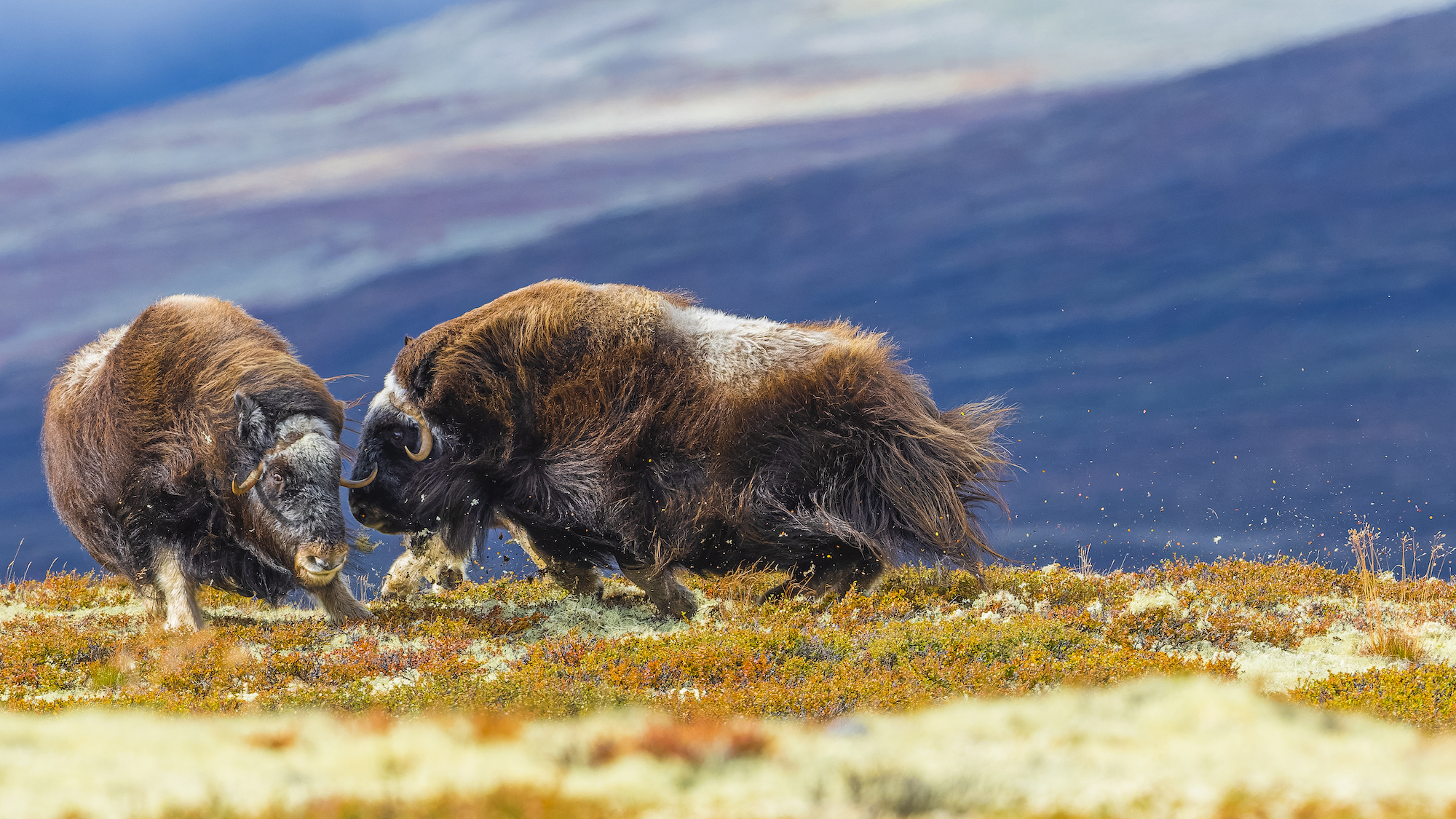 Fight between two female musk oxen amongst yellow grass