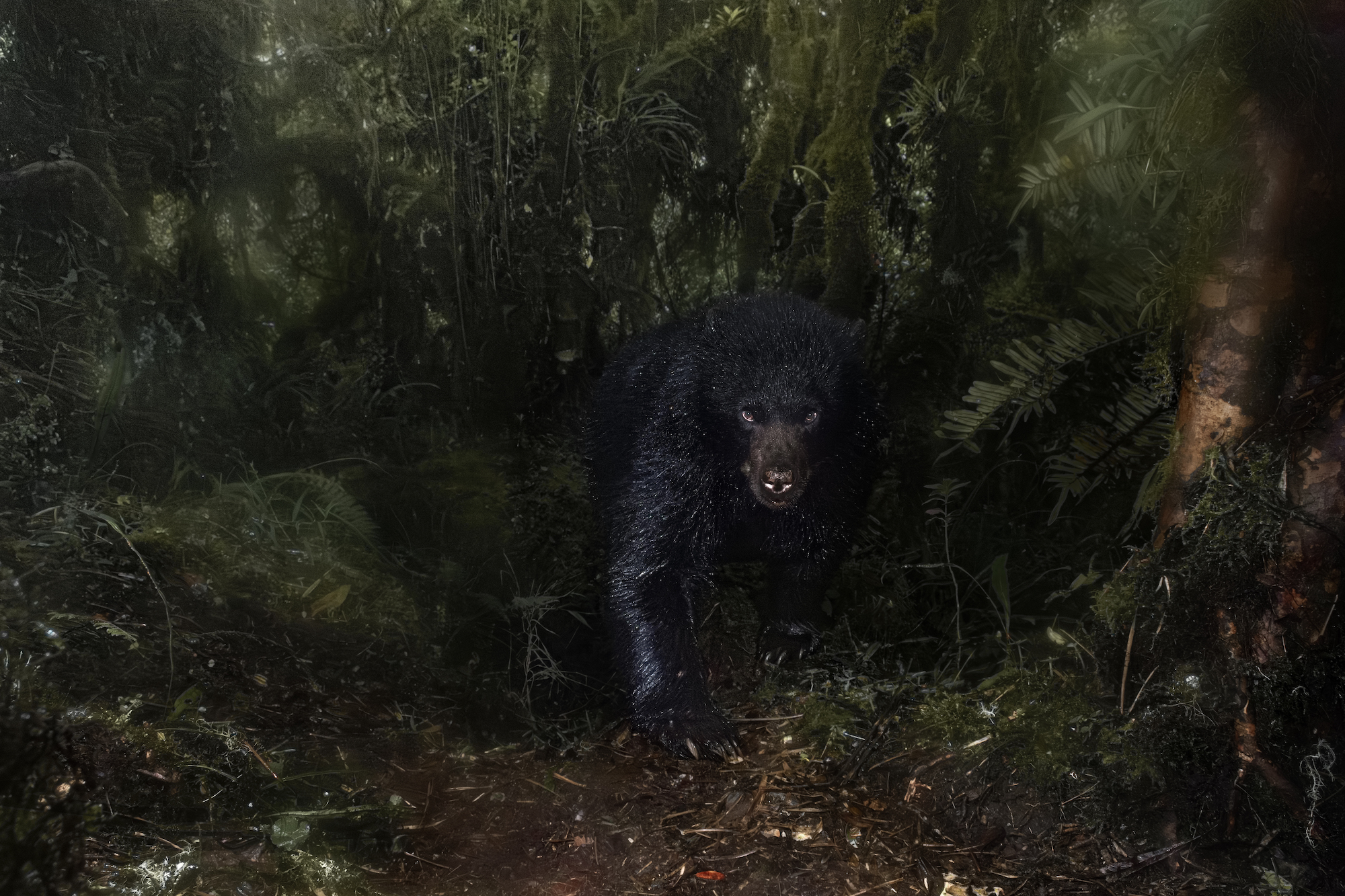 a black bear in the forest