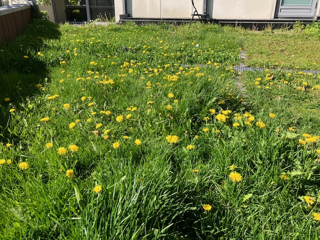 Norwegians wait to mow lawns