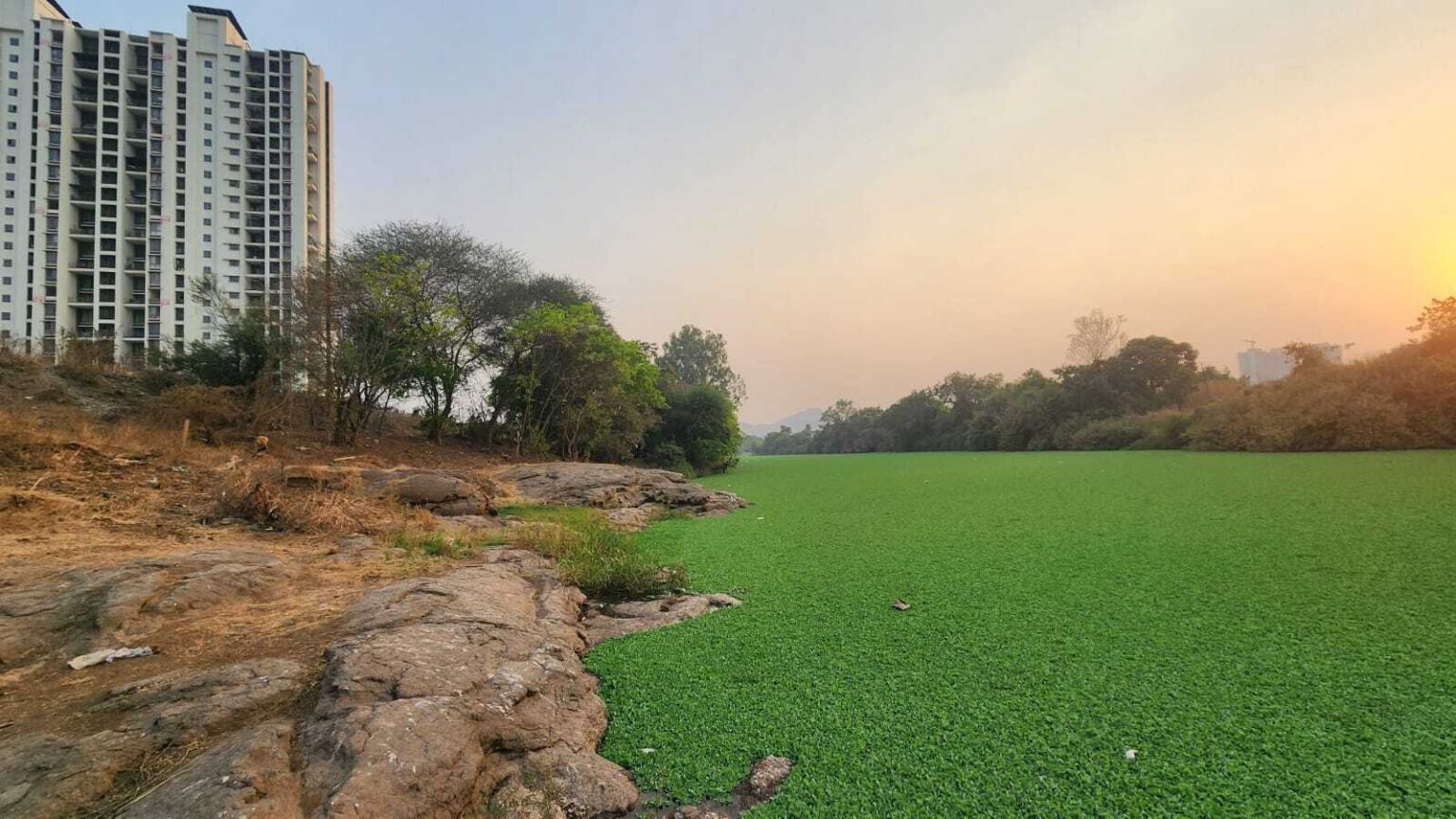 Pune hyacinth menace: After 2 months, environment dept clears only 5 of 43 water bodies