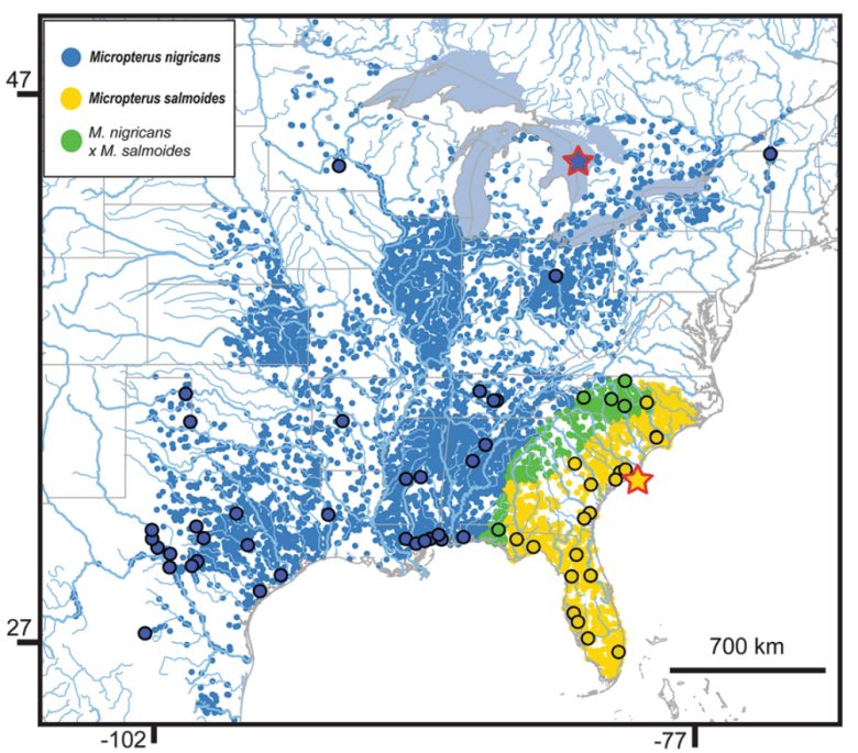 A figure from the Yale study showing largemouth bass in blue, hybrids of largemouth and Florida bass in green, and Florida bass in yellow as identified by genetic testing. Courtesy Yale University