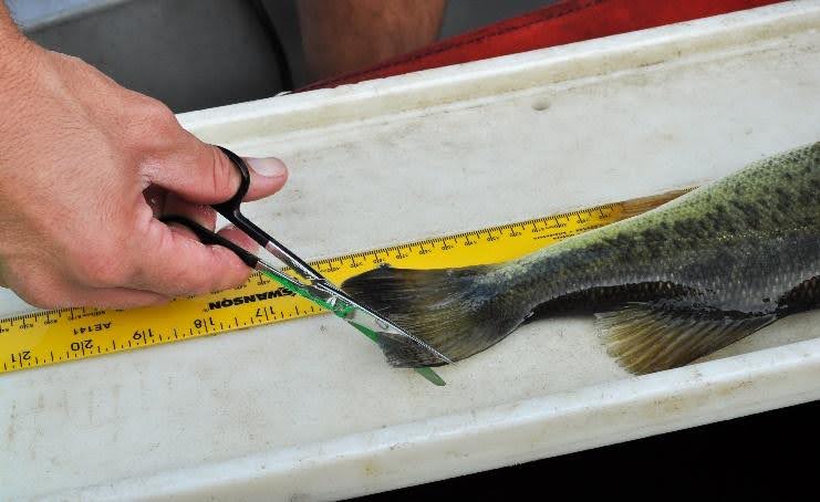 Fin clips are used to assess the genetics of collected bass