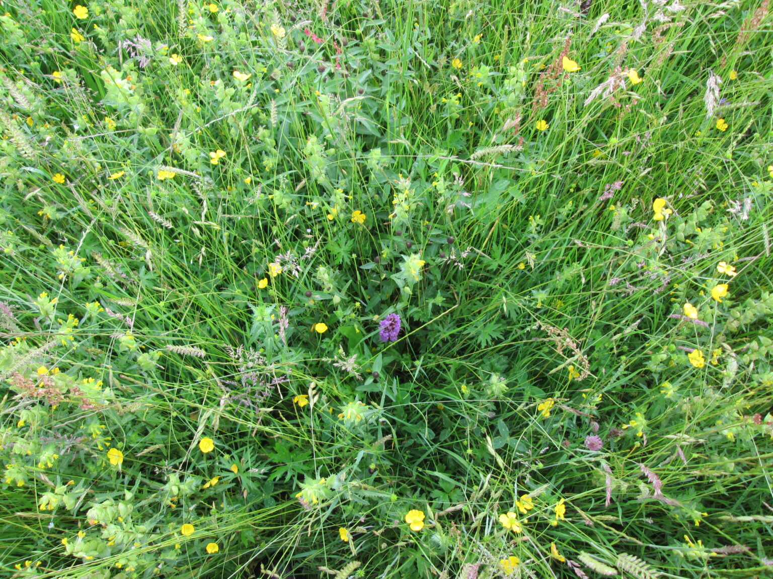 Action to restore or create at least 38,877 hectares of wildlife-rich habitat has been undertaken since January 2023 – Natural England