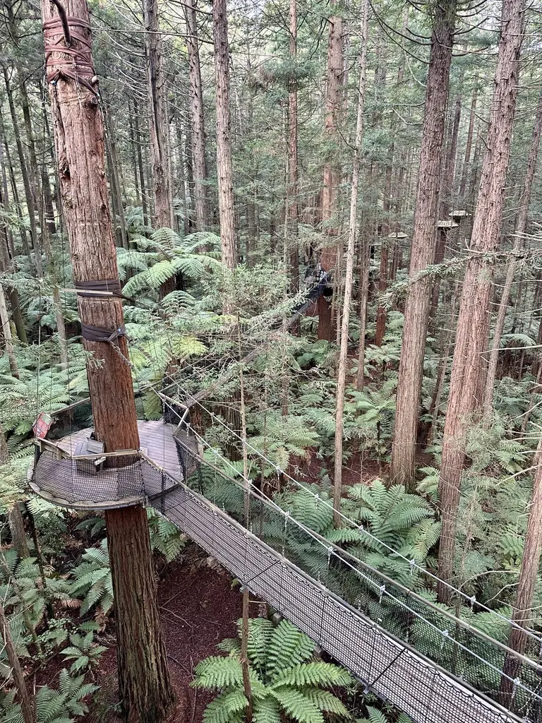 Rotorua's redwoods are a short drive from the centre of town.