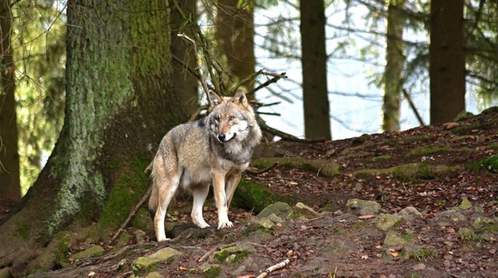 Public Prosecutor: To remove wolves from Parnitha - targeting them to transfer to northern Greece