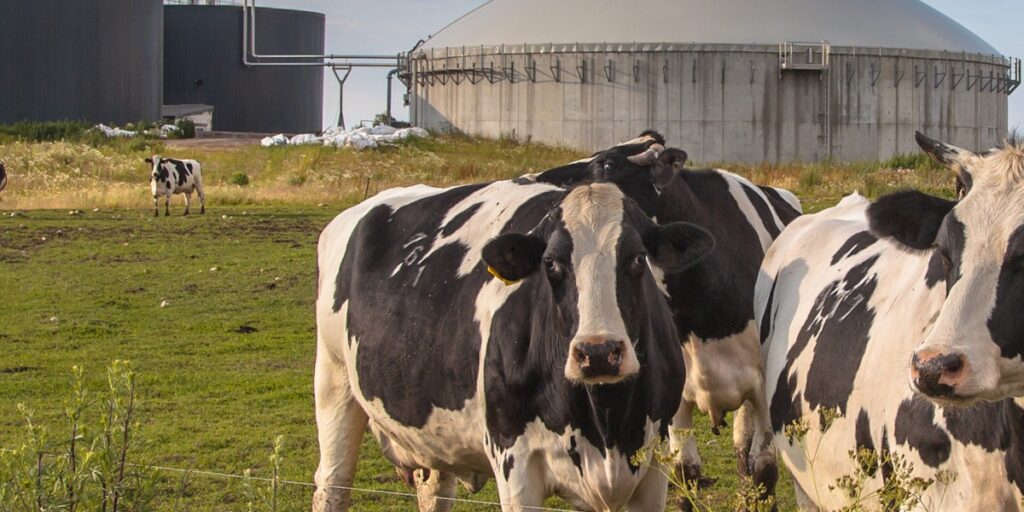 Biogases’ benefits for energy security, local economies and reducing emissions are drawing renewed interest - News