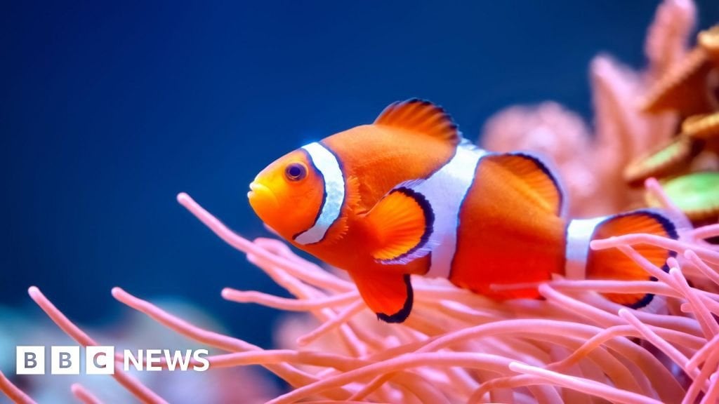 'Shrinking Nemos': smaller clownfish sound alarm on ocean heat