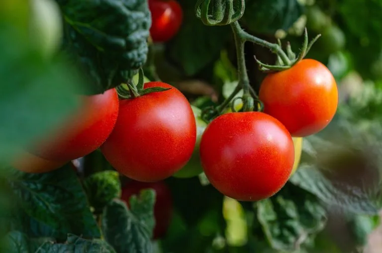 Morocco’s Tomato Exports to Norway Reach 5,000 Metric Tons Morocco’s Tomato Exports to Norway Reach 5,000 Metric Tons