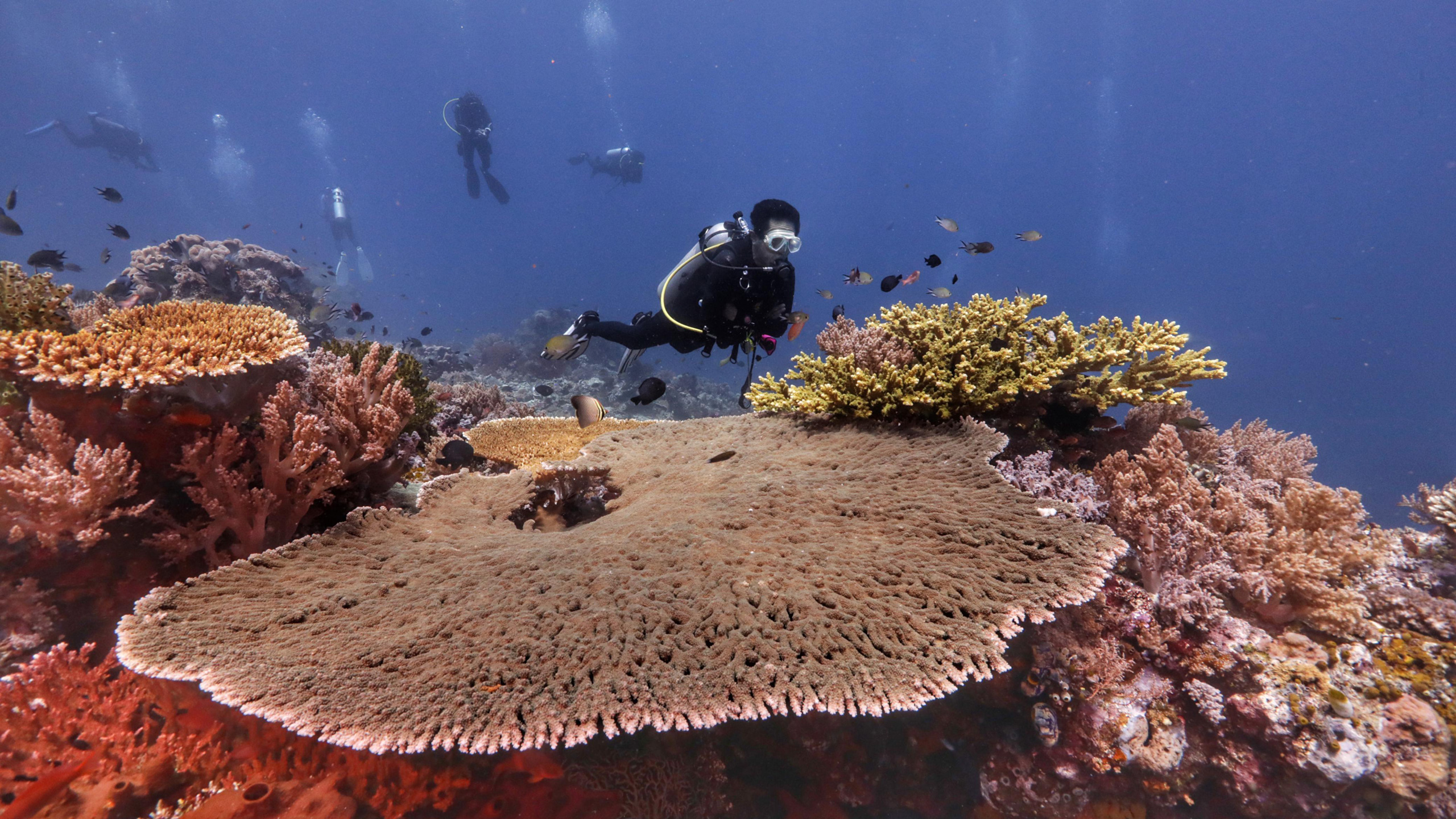 Ridzi diving in Labuan Bajo