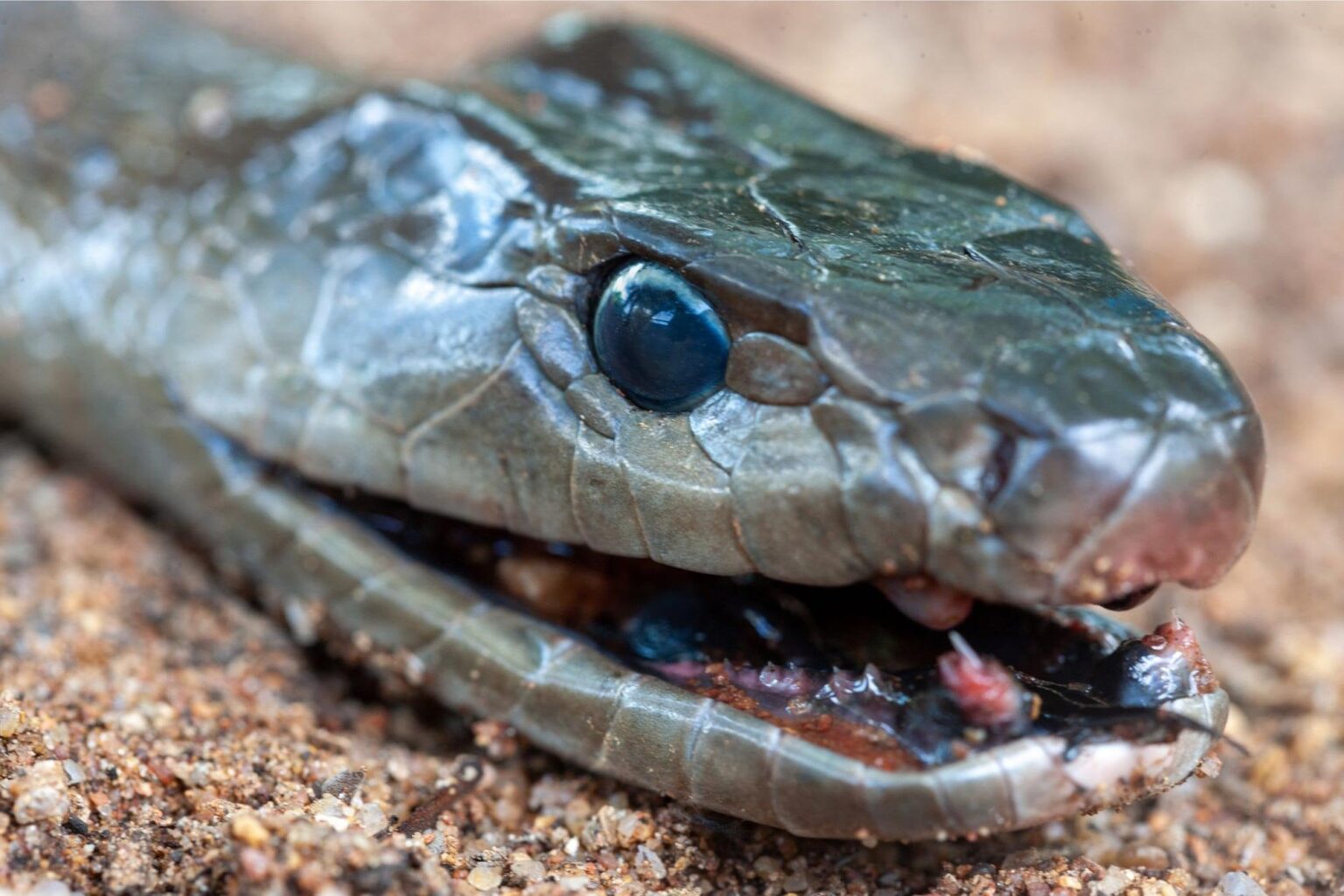 Human “Super Immunity” – Man Bitten by Snakes Over 100 Times Helps Create Revolutionary Antivenom