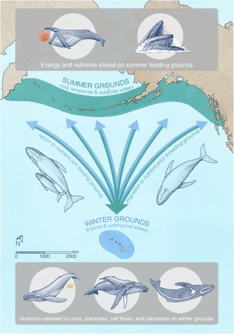 Whale urine helps fertilize sea by dispersing nutrients, critical for marine life | Study suggests that baleen whale urine boosts phytoplankton activity in sea, contributing to the removal of an estimated 18,180 tons of carbon from the atmosphere each year.