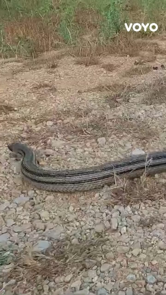 Snake in Imotski