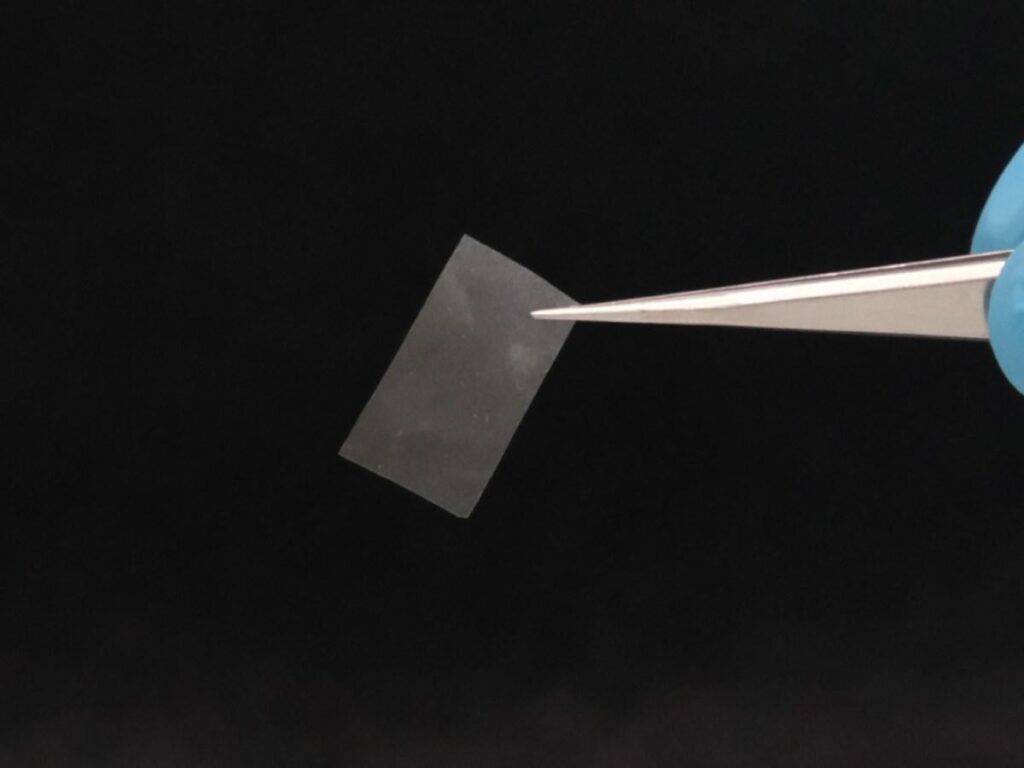 Swiss researchers develop living material from fungi | A Swiss research team has developed a new type of material from fungi. This could be used to create compostable films, moisture sensors or edible additives for food and cosmetics, they say.