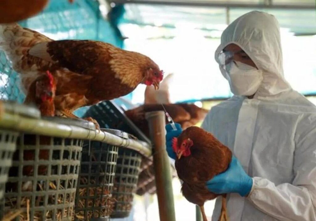 Experts warn of ‘growing risk’ of bird flu pandemic in Spain Experts warn of 'growing risk' of bird flu pandemic in Spain